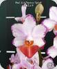 Phal. Lius Triprince Splash - mit 1 Rispe SM/TOGA